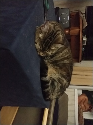 Storm sleeping on husband's side table