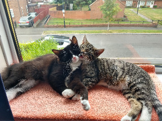 Two kittens (Havok on the right, Carnage in the left) sat on a windowsill in bright sunlight